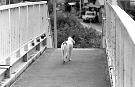 歩道橋の犬